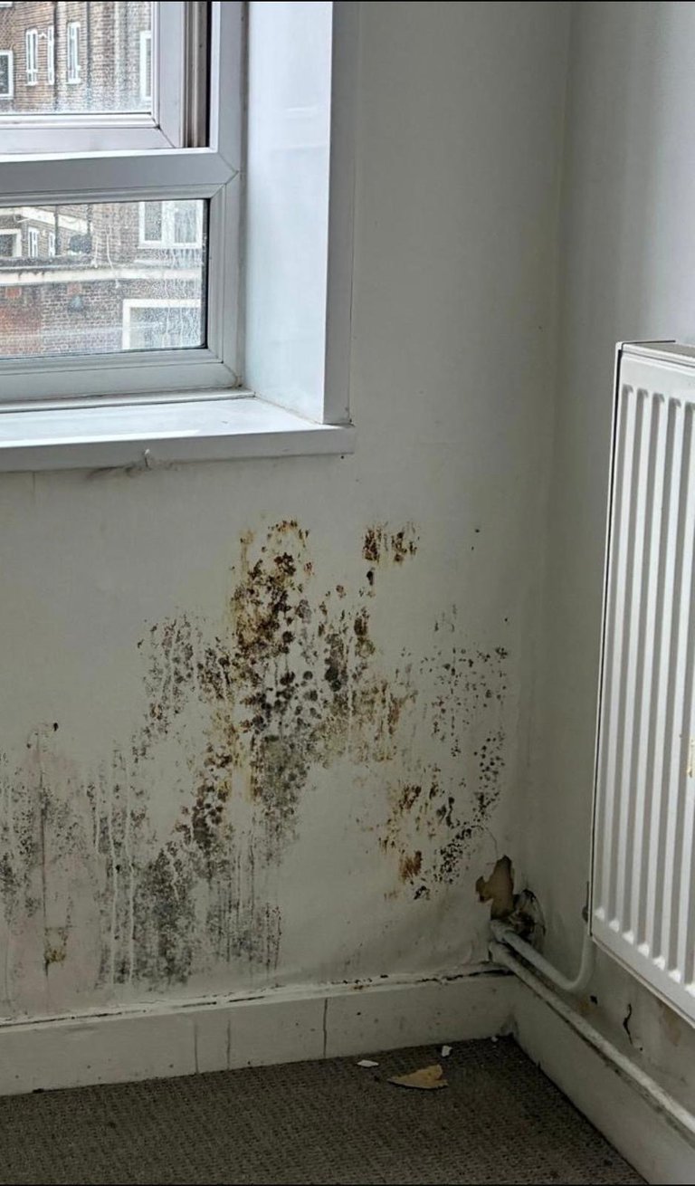Interior corner of a room with extensive mold and mildew growth on the pale wall below a window, with a radiator visible on the right